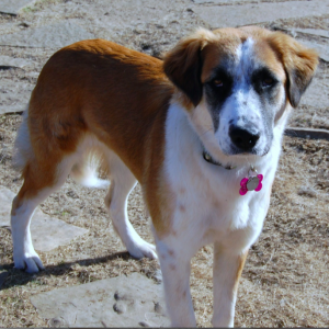 St. Bernard mix » stcloudsrescue.org