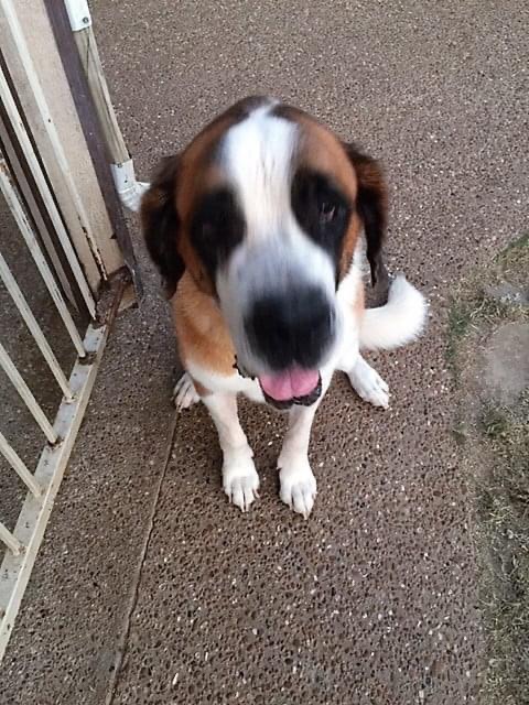 saint bernard aggressive