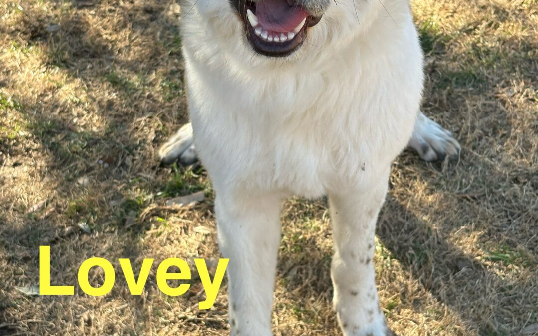 Lovey