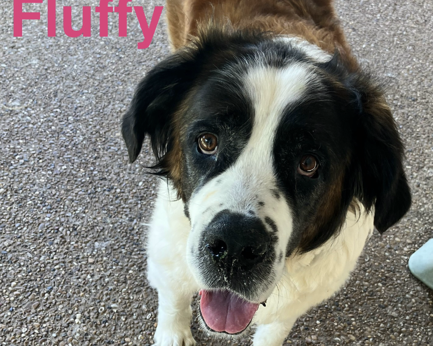 Fluffy
