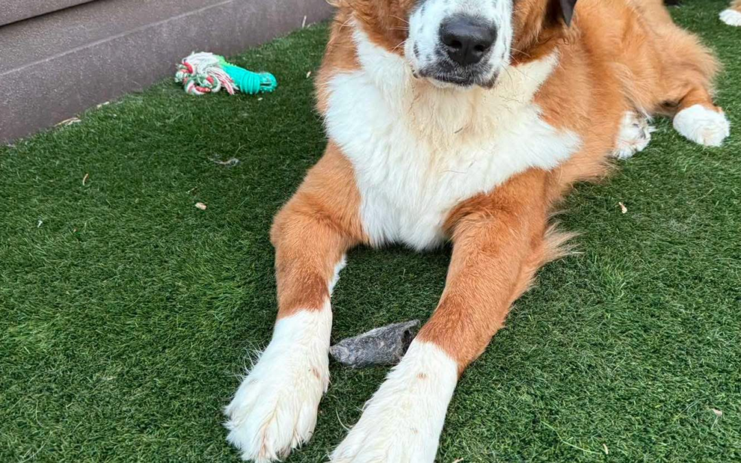 Giving Day is Tomorrow!  Click on Teddy Bear’s picture for the article!